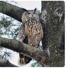 Flaco, a Eurasian eagle owl, has been spotted near Bergdorf Goodman on the East Side but seems to return to a tree in Heckscher Park near his old home at the Central Park Zoo which he flew away from on Feb. 2 after vandals cuts through his mesh cage. Photo: Twitter #flacotheowl
