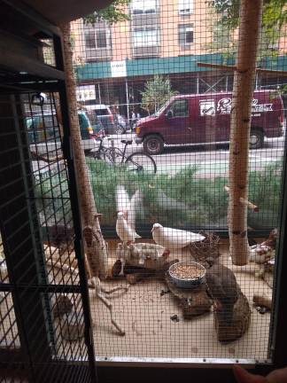At the Wild Bird Fund on the Upper West Side, birds with a mix of injuries, from window strikes and other accidents.