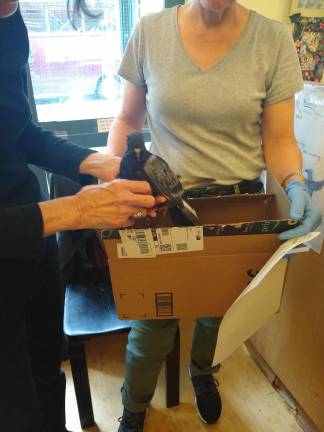 A bird that was hit and found on a sidewalk in the East Village was brought in for treatment at the Wild Bird Fund.