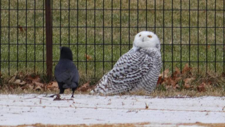 The snowy owl with a crow in Central Park. Photo: @BirdCentralPark on Twitter.
