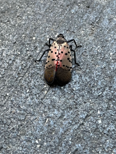 A spotted lanternfly sighting in Times Square, documented on Twitter by @SaveInsectsA