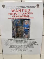Dog Stolen at F Train at Bergen Street in Brooklyn, last seen on Second Avenue on the Lower East Side.