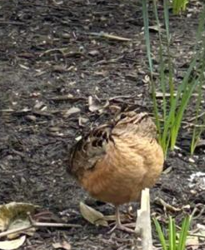 Dancing Bird Sets Off Social Media Frenzy in Bryant Park