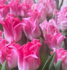 Pink tulips combined with white one are the hot new combo in the tulip world. Photo: Flowerpowerdaily.com