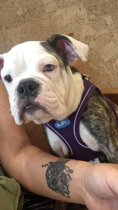English bulldog Lilly turned out to have a heart murmur. Photo courtesy of Brianna Bryan