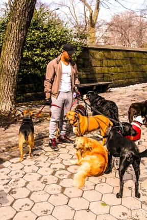 Dogs and walker. Photo: Brian Godfrey, via flickr