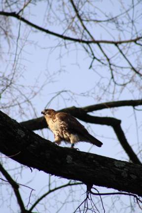 A red tailed hawk walking along a branch near The Lake in Central Park. Photo: Meryl Phair