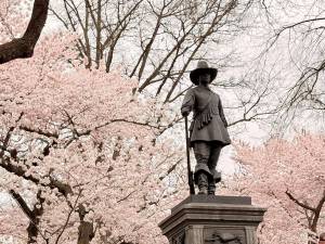 The Pilgrim on East 72nd Street Central Park is surrounded by pink blossoms this time of year.