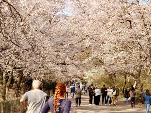 The Bridle Path entrance at East 90th Street and 5th Avenue (Engineers’ Gate) has a canopy of cherry blossoms.