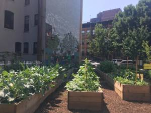 The Harlem Grown garden on West 127th Sreet (Photo: Jaden Satenstein)