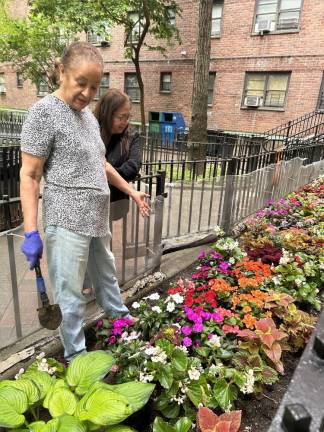 Delfena Plasencea and Maria Moneira gardening in front of their Chelsea-Elliot apartment on 10th Avenue and 26th Street. Photo: Alessia Girardin.