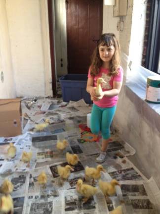 Zoe Sullivan and her brood of ducklings. Photo: Alison Lynn