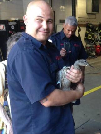 FDNY Firefighter Aaron Clark appears to have rescued a bird also.