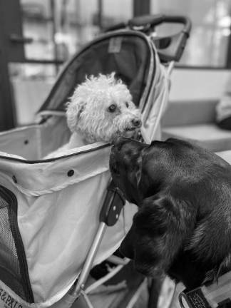 Making friends at Black Lab Café. Photo courtesy of Black Lab Cafe