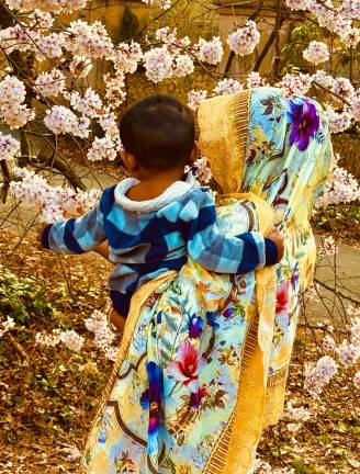 Child admires cherry blossoms.
