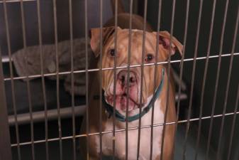 A dog waits in Manhattan’s ACC shelter.