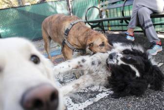 Two dogs playing at the temporary dog run in Penn South Playground as a third sits close by. Photo: Gaby Messino