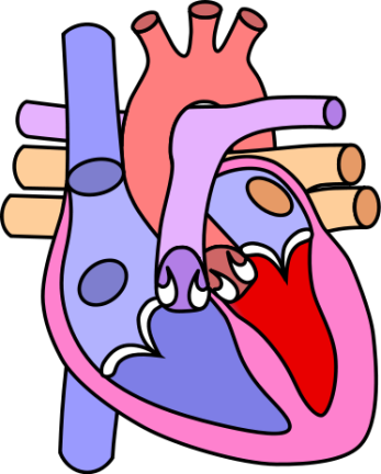 Flavor of the Week: Should Jordan Zakarin Use Heart Disease to Get Laid?