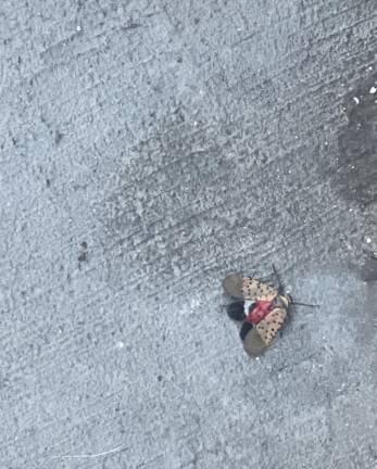 A spotted lanternfly on East 4th Street, Downtown. Photo: Alexa Shahrestani