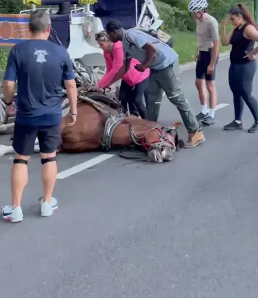 The executive director of NYCLASS, an organization supporting a City Council bill that would ban the carriage trade in NYC, described Deniz’s death (above) as “a nightmare.”