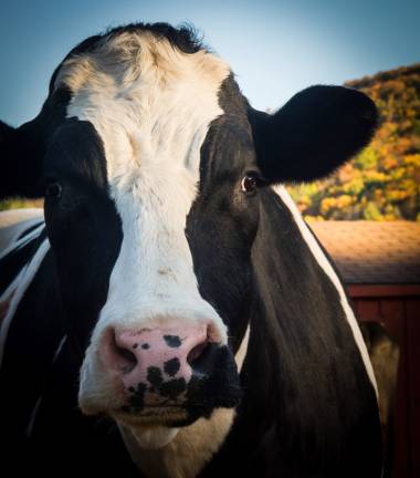 Cows like this one have been helped at Woodstock Farm Sanctuary, which visitors can tour -- and volunteers can help out. Photo: Thomas, via flickr