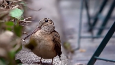 Many tiktok users are posting videos of the dancing wookcock set to music. This one is set to the tune of “The Safety Dance” by Men with Hats. It opens with the classic line: <a rel=nofollow href=https://www.tiktok.com/@mollybangles/video/7622375900826422558>“we can dance if we want to.”</a>