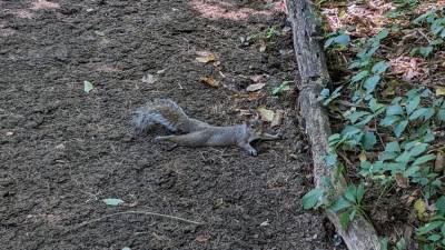 A splooting squirrel in Central Park sprawls out on a shaded walkway to cool down in the summer heat. Photo: NYC Parks