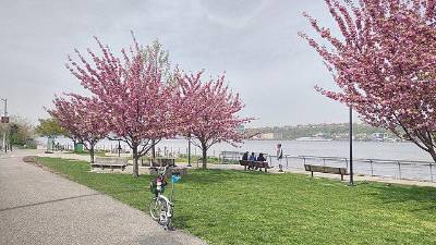 Cherry blossoms, like these along the Harlem River Piers, should be visible once again in the Cherry Walk section of Riverside Park, between West 100th and West 125th streets.
