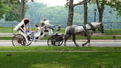 Following a carriage horse collapse in August 2022, coachman Ian McKeever has been charged with animal torture. Carriage steeds (such as the one above) are popular with tourists, who often ride them in Central Park.