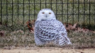 “A beautiful and unexpected sight”: Snowy owl in Central Park. Photo: @BirdCentralPark on Twitter