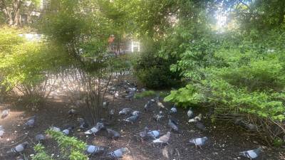 In Tompkins Square Park there are a lot of pigeons, which explain why Daley was in the park when he was captured.