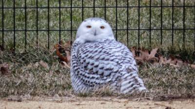 The Snowy Owl strikes a pose in the North Meadow of Central Park on January 27, 2021. Photo courtesy of Manhattan Bird Alert @BirdCentralPark