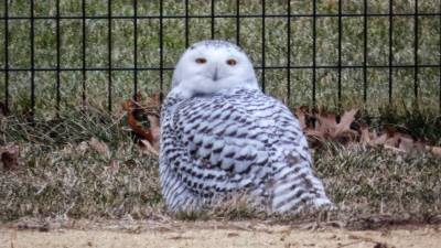 The Snowy Owl strikes a pose in the North Meadow of Central Park on January 27, 2021. Photo courtesy of Manhattan Bird Alert @BirdCentralPark