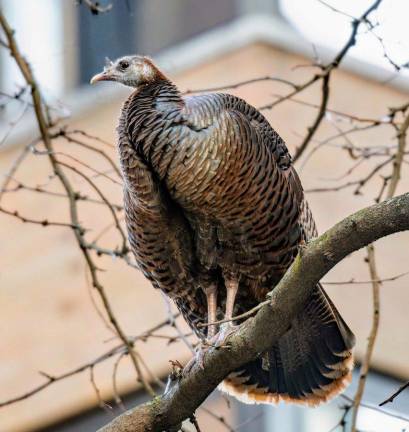 Astoria seen by David Bennett on a tree over East 56th Street.