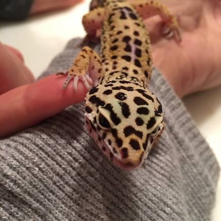 Zoe Sullivan and her leopard gecko, Roxie, hold hands. Photo: Alison Lynn