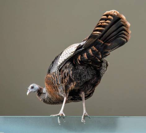 The turkey Astoria on April 14 showing her gymnastic skills on a balcony in Sutton Place.