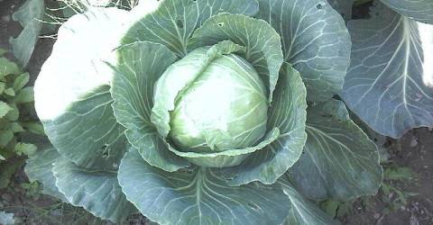 Ho-Ho-Ho: Healthy Veggie Cabbage Making a Comeback