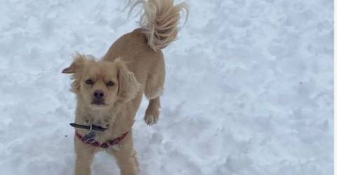 Winter Storm Wallops NYC, Dropping Nearly Foot of Snow