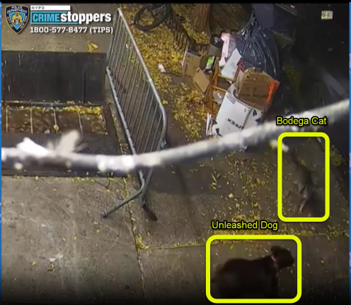 Unleashed dog meets the bodega cat, Dec. 4, 2024.