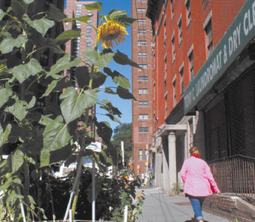 Sunflowers Brighten Up East Side Block