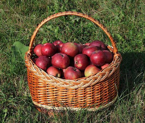 Apples are good for you!