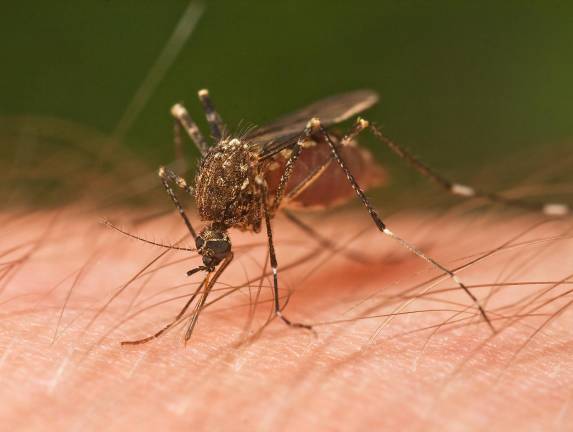 The mosquito-borne West Nile virus has already spread beyond last year’s total case count in New York City, with two cases in Manhattan.