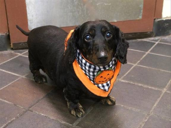 Buddy was found on East 98th St. on October 11th.