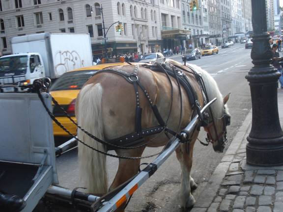 A New Course on horses News