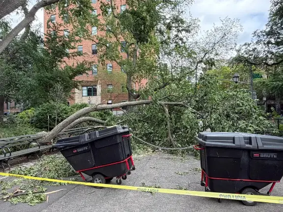 A large branch blocking a pathway in Thompkin Square Park, damaging one of the benches.