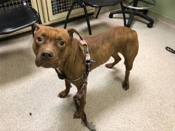 Khaleesi was found on 17th St. on October 13th..