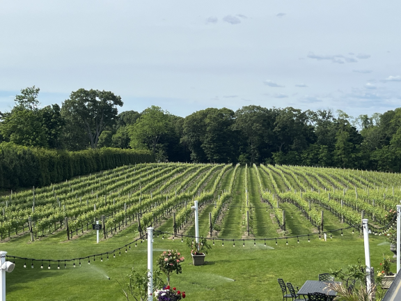 Del Vino Vineyards grows white grapes on-site in Northport, a bit of Napa Valley 45 miles from Manhattan.