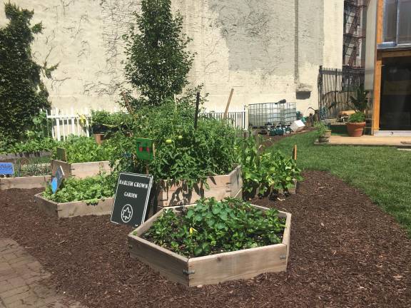 Inside Harlem Grown’s Impact Farm greenhouse.