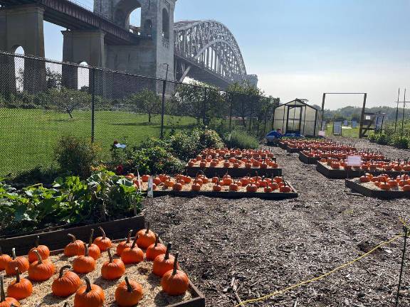 There will be a harvest festival on Randall’s Island on September 28, complete with pumpkin carving (last year’s pumpkin patch pictured above).