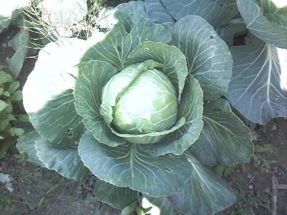 Cabbage, once lowly regarded by foodies, is making a big comeback as it harbors many important ingredients.